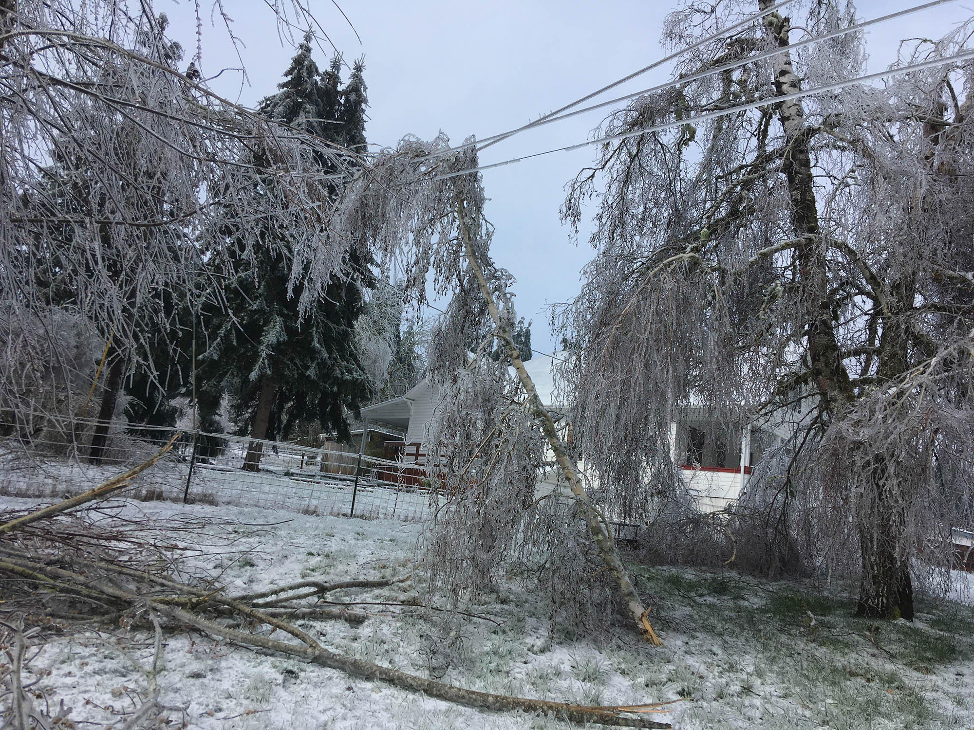 A branch, covered in ice, hangs on a power line