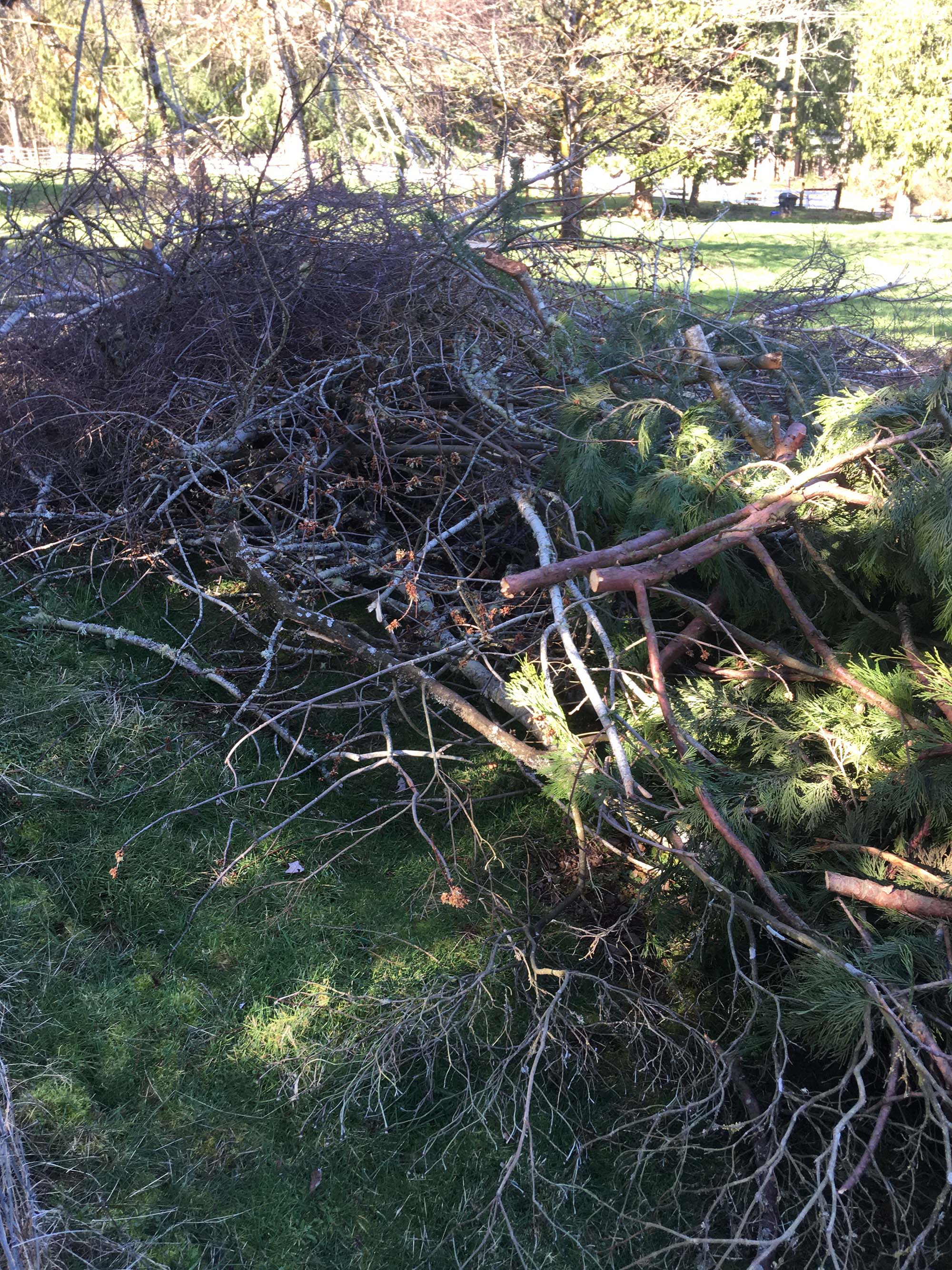 A pile of tree branches from the storm, incense cedar branches in the front and deciduous, leafless branches in the back