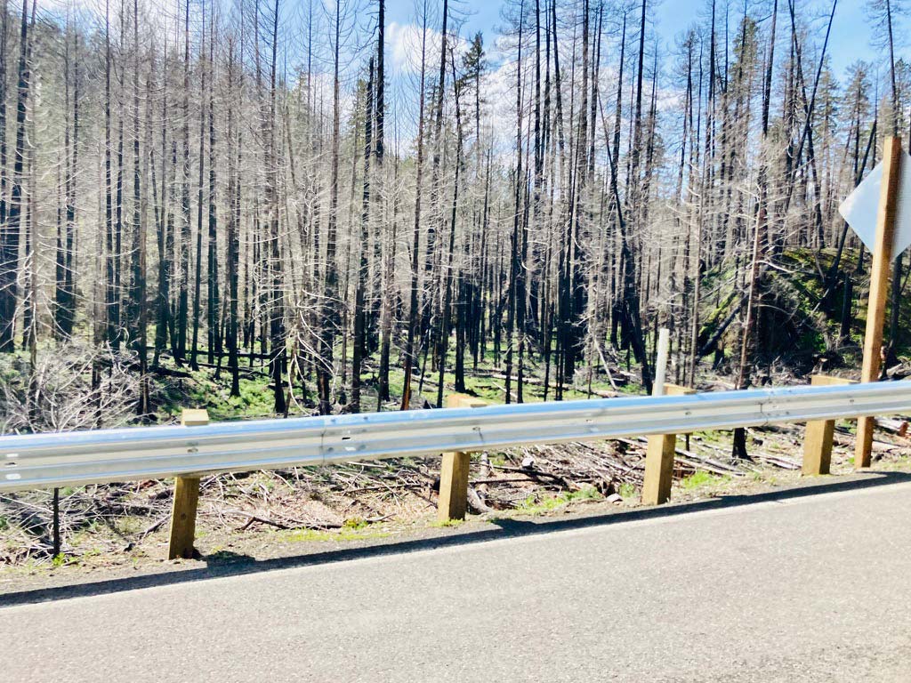 Background of burnt trees with a guardrail and road in the foreground