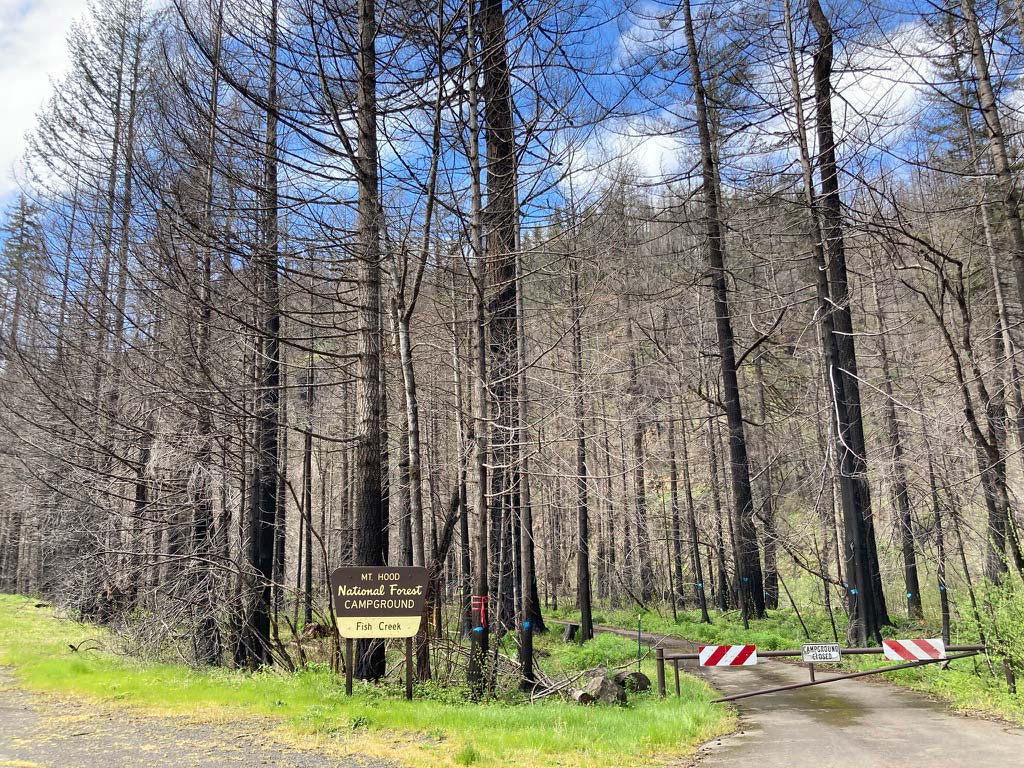 Burnt trees with a closed gate and a sign that reads mount hood national forest campground fish creek