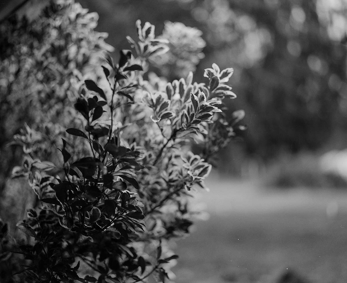 A bush with variegated leaves in the foreground with out of focus background