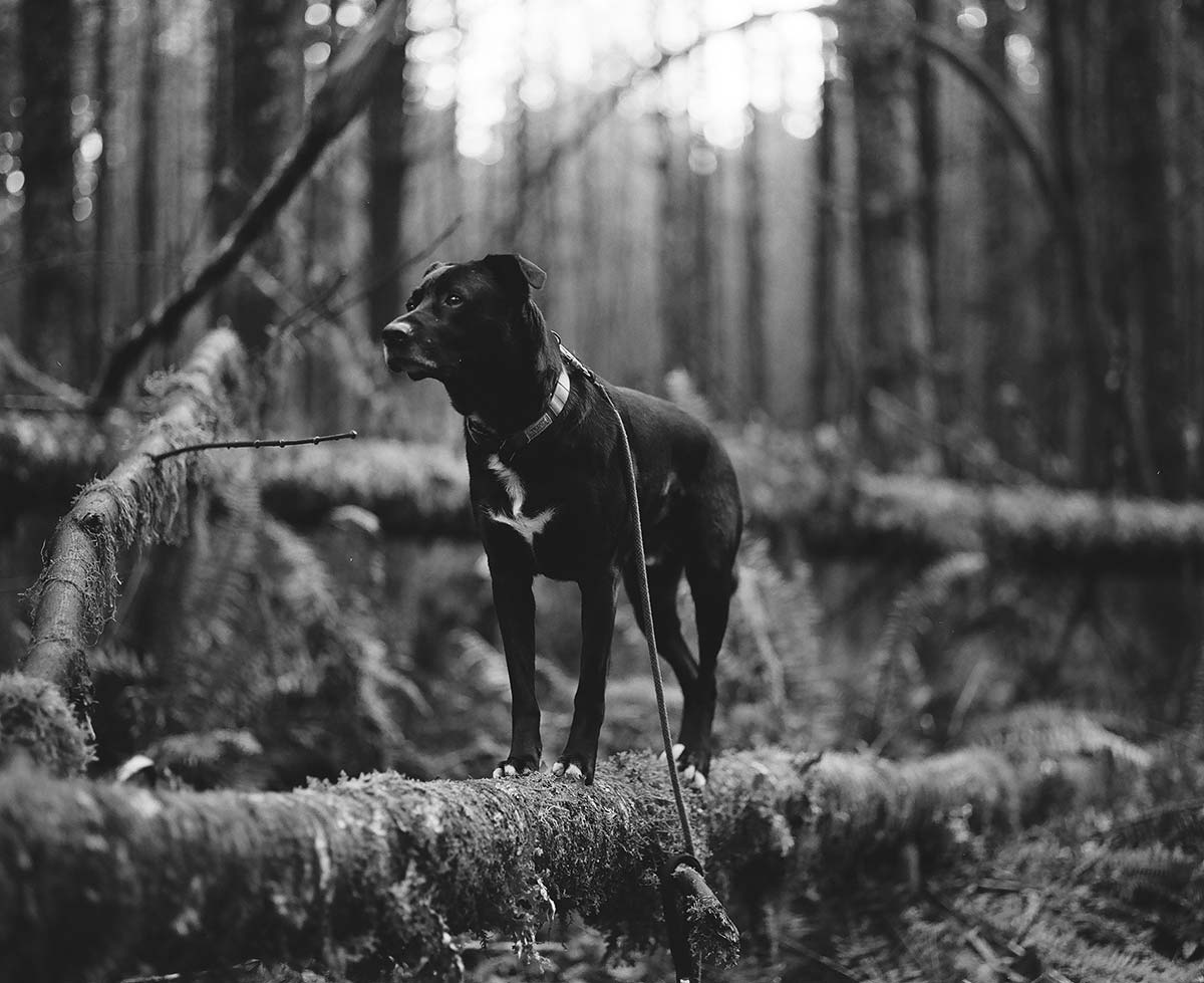 A black dog with white markings on its chest balanced on a downed tree in the forest