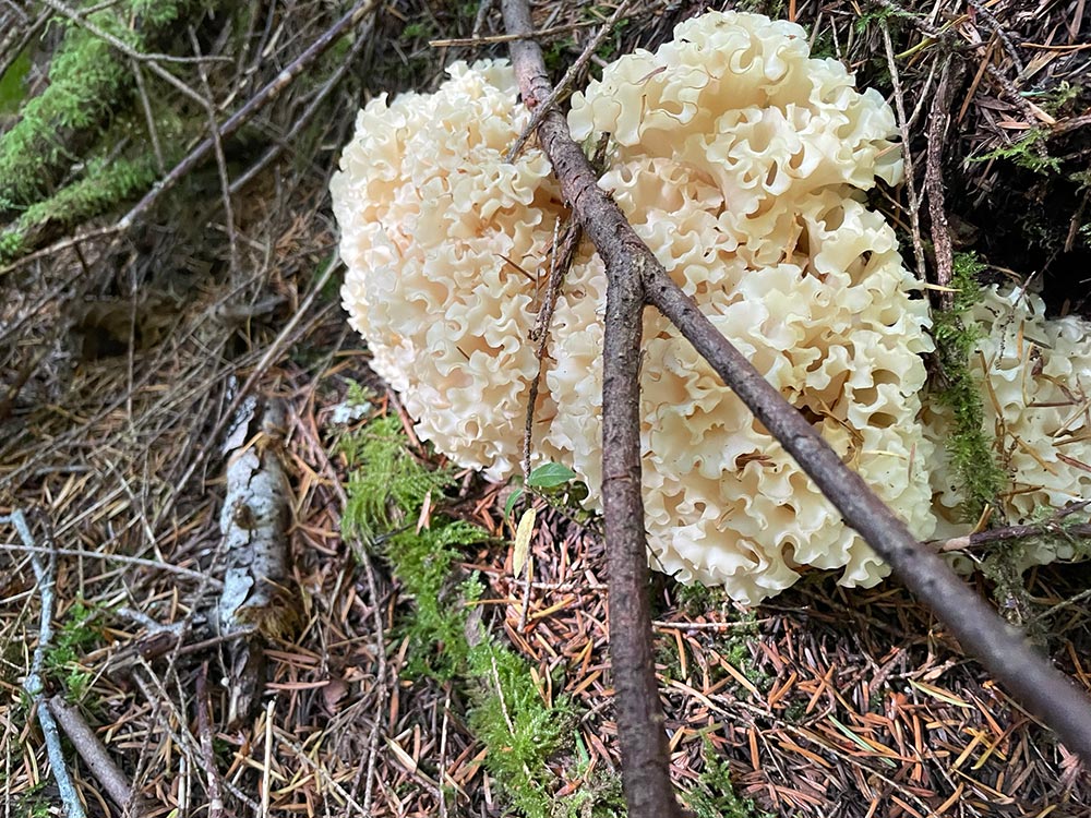 A riot of texture, off white and floral, with a stick in front of it, laying across the middle of the mushroom