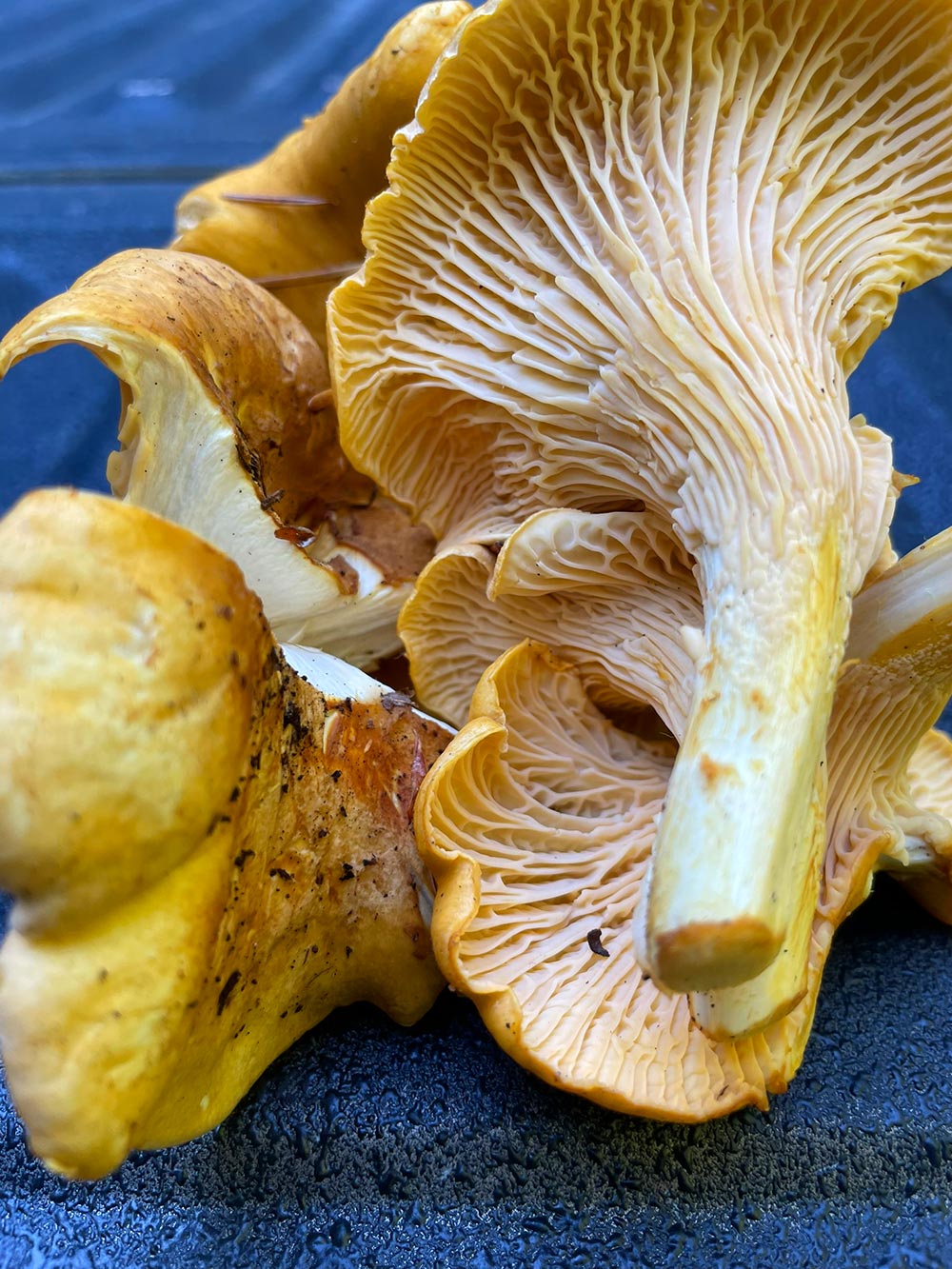 The gills of the undersides of chanterelle mushrooms