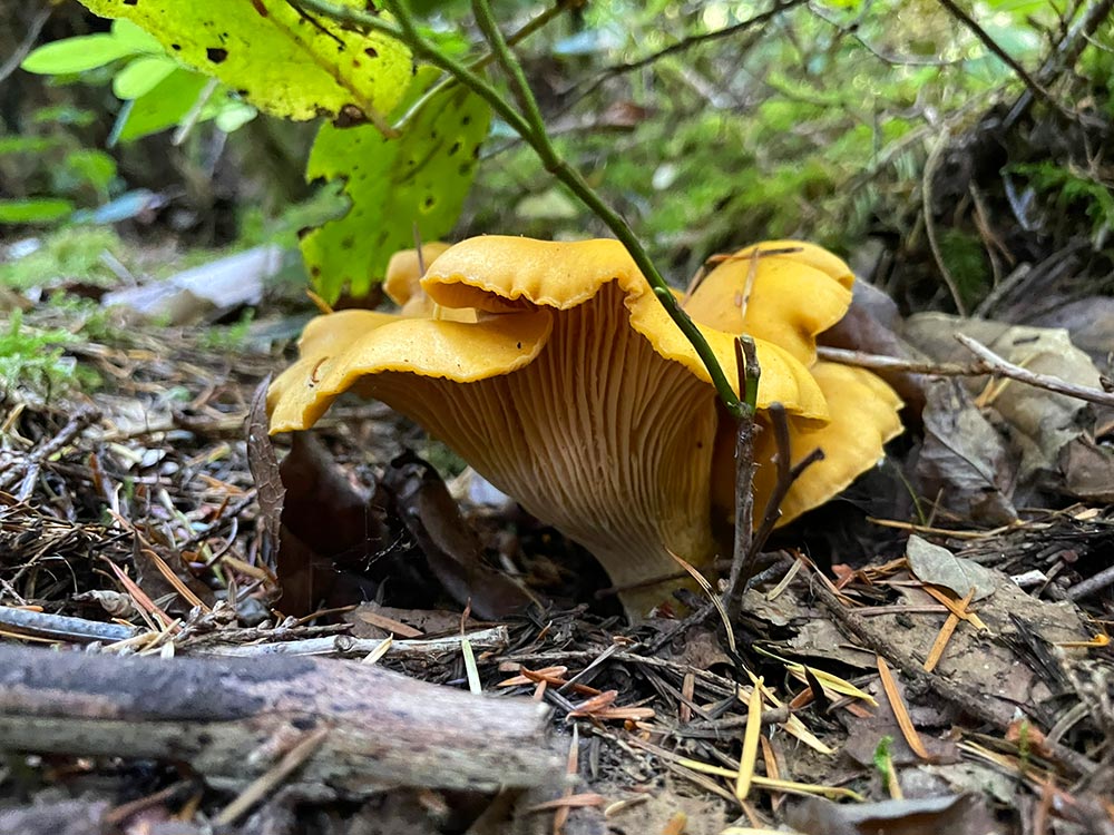 A yellowish orange chanterelle mushroom sprouting from the ground with sticks, fir needles, and green leaves around