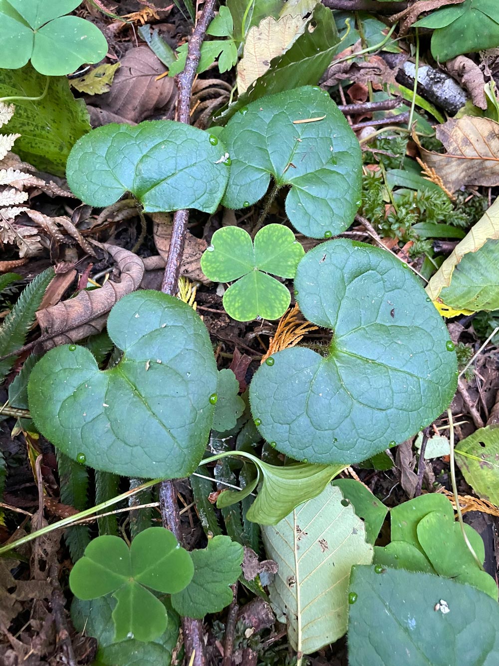 Multiple ground level green plants, one larger, shaped like an inverted heart, and darker green, the other looks like a a clover, three leaves, also heart shaped and lighter green