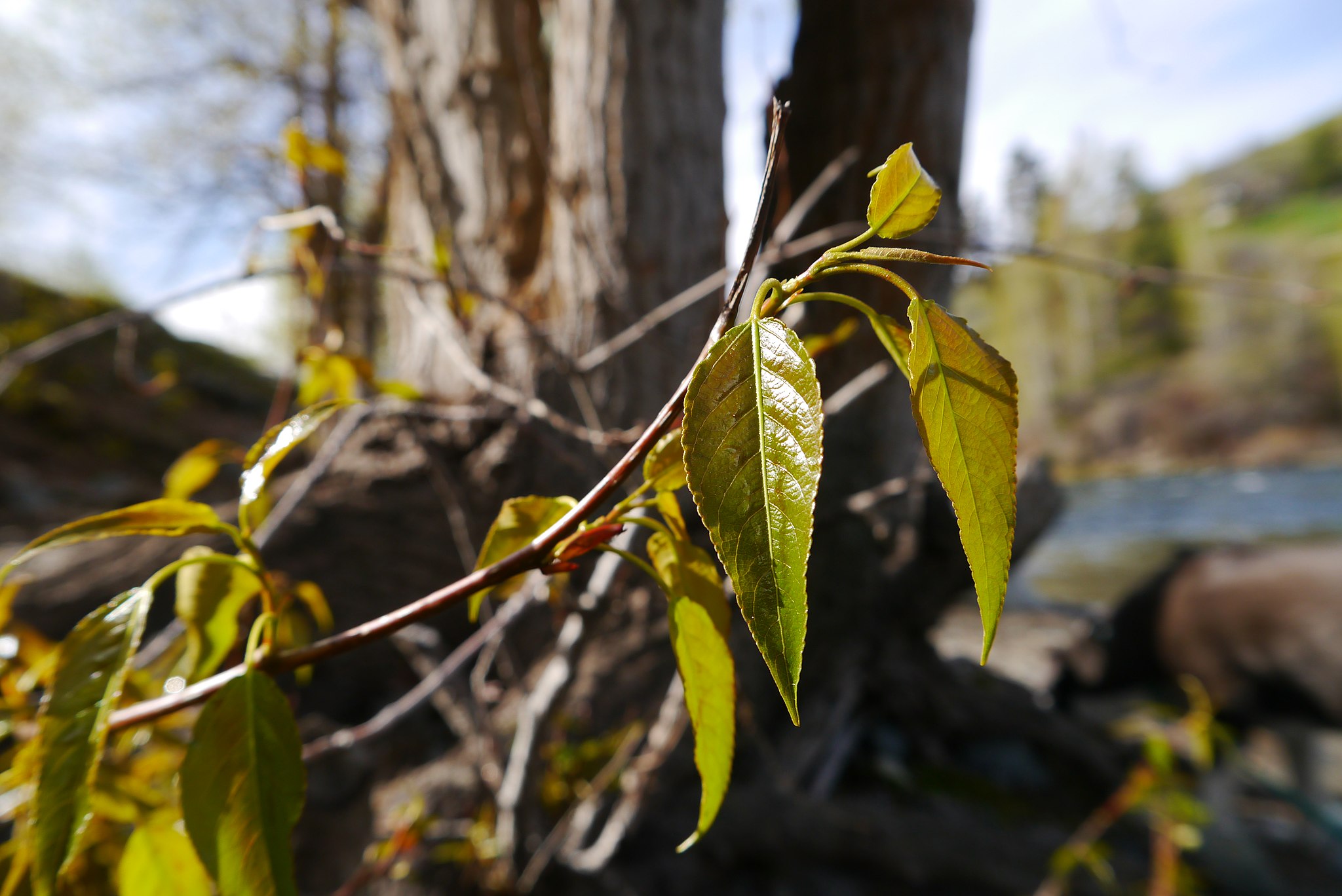 Green, shiny leaves emerging from a deep, red branch in the foreground, with a large tree trunk and stream out of focus in the background