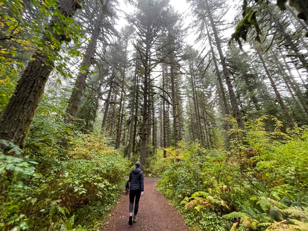 A person dressed in a black jacket and leggings walks a dog through large conifer trees with understory on each side