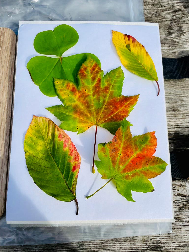 Five leaves, those of maple, cascara, and oxalis, in various stages of autumnal color sit on a white paper surface