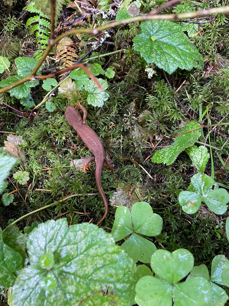A brown salamander walks on a bed of moss with the leaves of various plants around