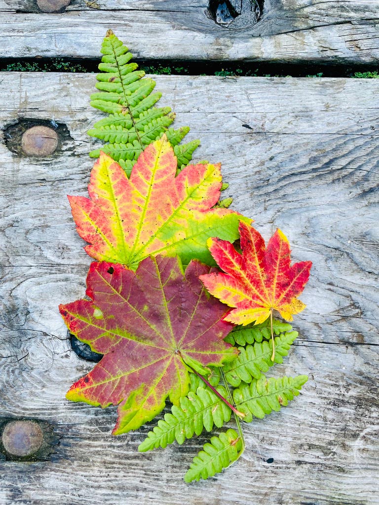 Autumnal leaves in yellow, green, and red sit on a green fern on a wooden table