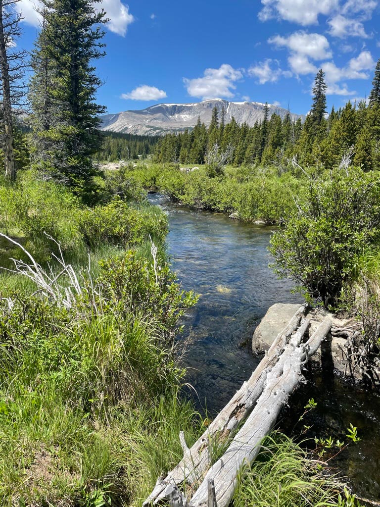 Two logs span a branch of a mountain stream with grass and willows lining the stream, trees in the background, and a large mountain peak in the background