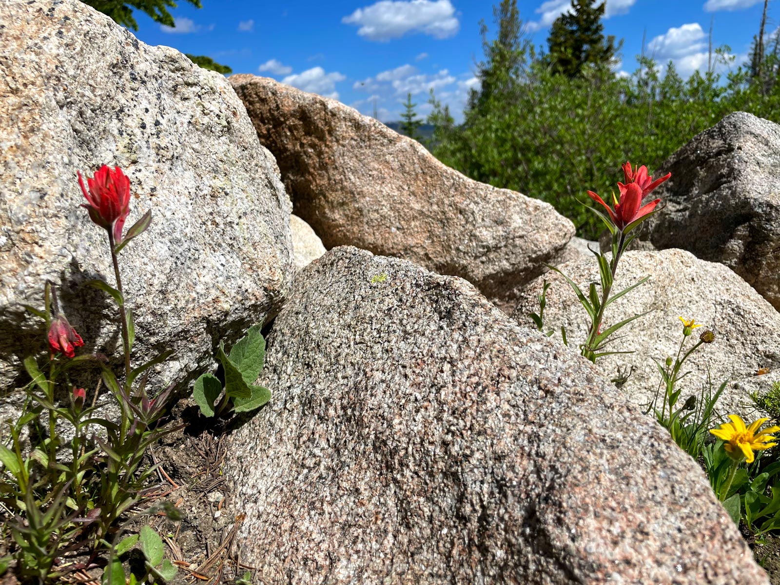 Red flowers, Indian Paintbrush, grow between granite rocks