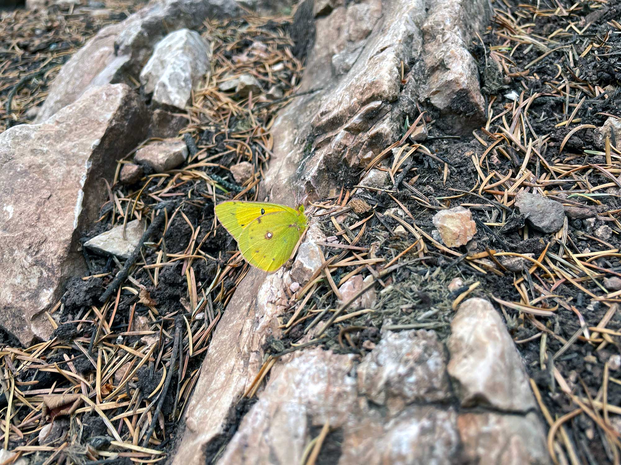 A bright green butterfly on a rock with fir needles scattered