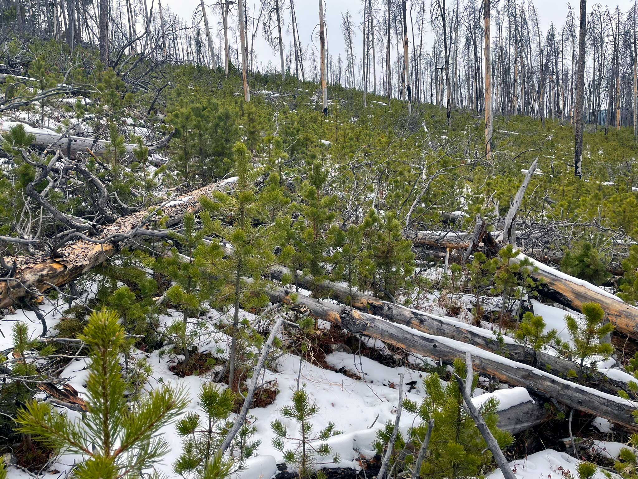 Multiple downed trees with snow on the ground with young ponderosa pine growing densely