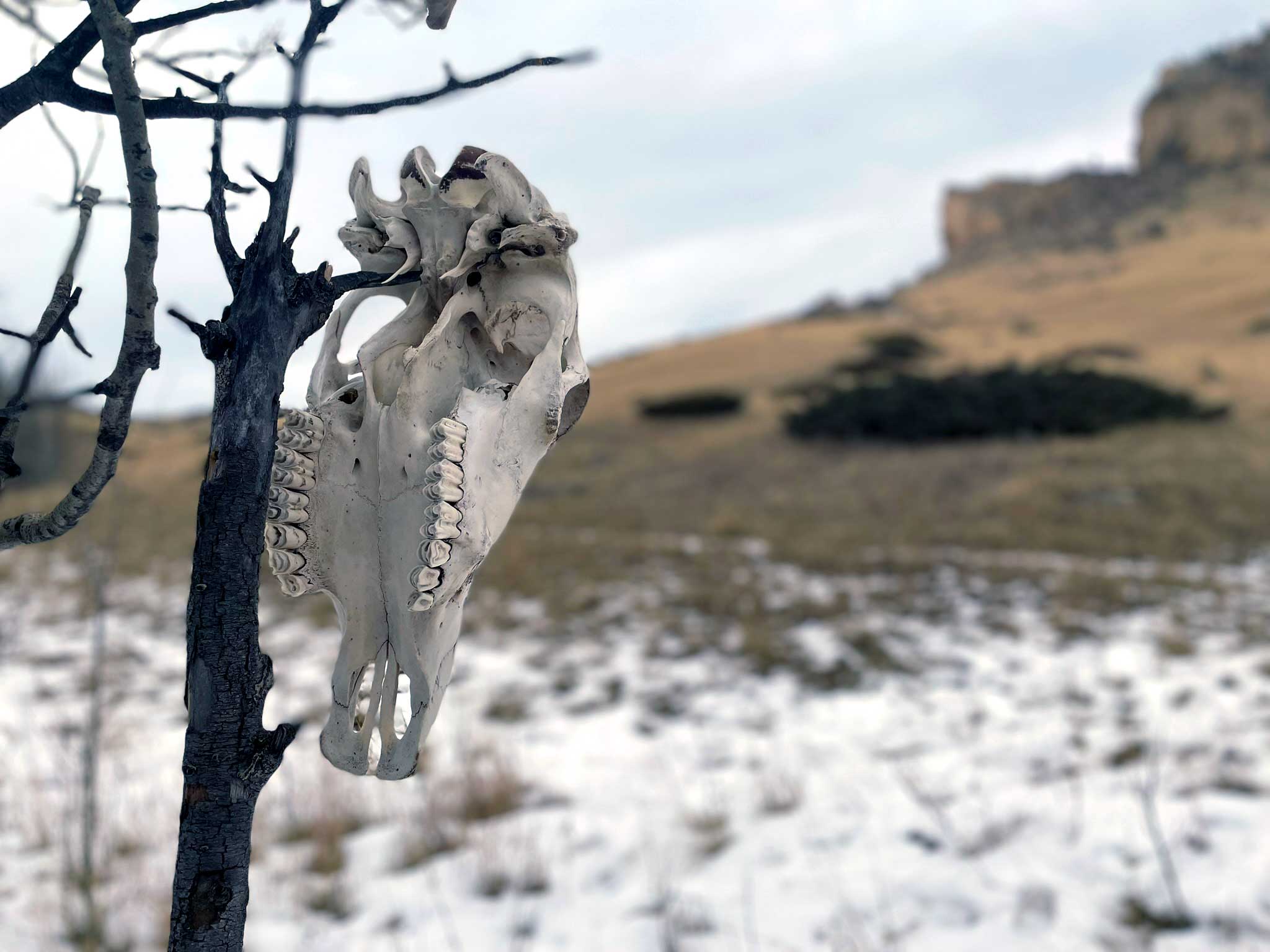 A skull hangs from a tree with a grassy field and rock outcropping in the blurred background