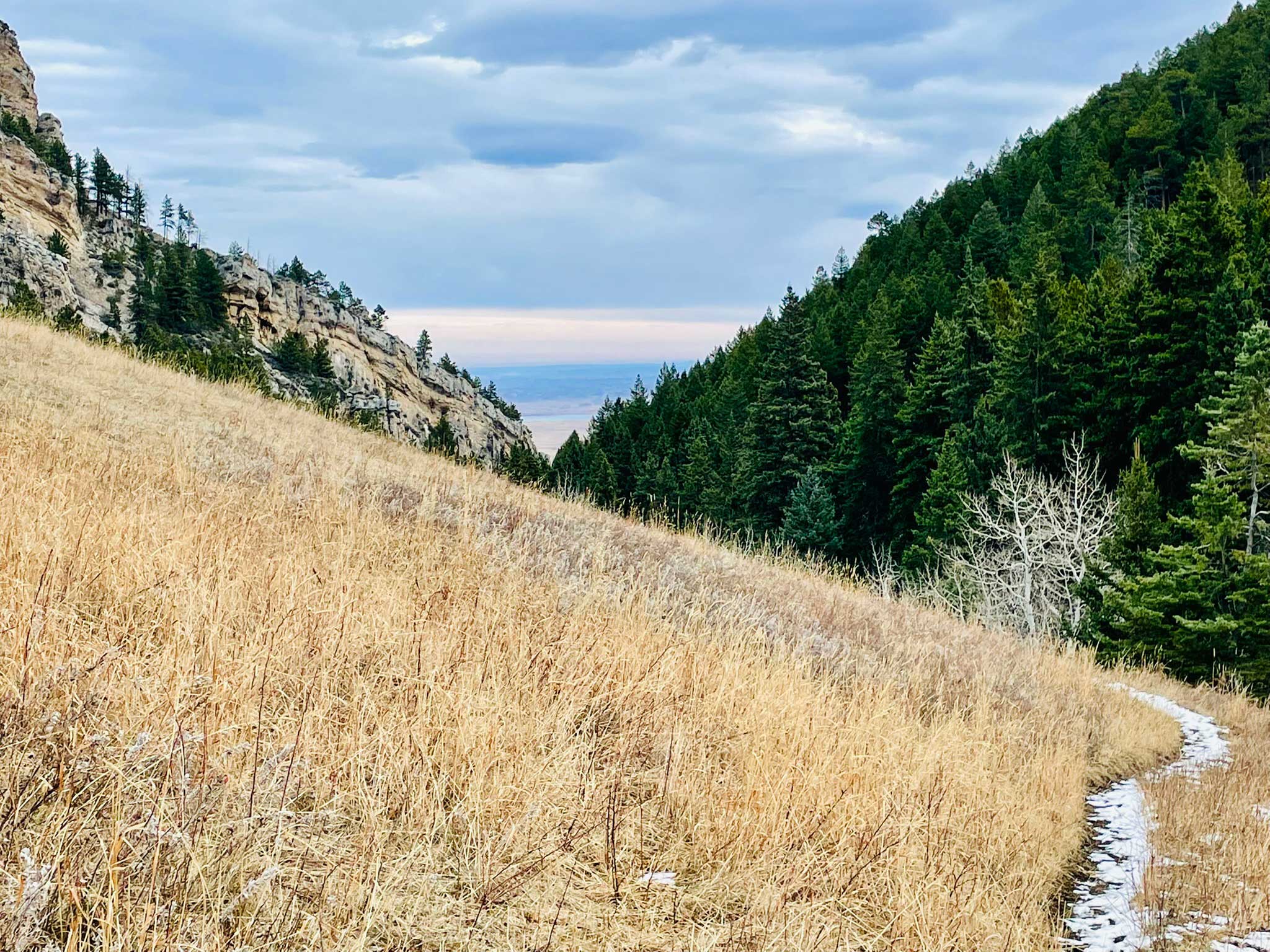 A trail on the right side of frame through a grassy meadow with conifer trees lining a canyon on the right