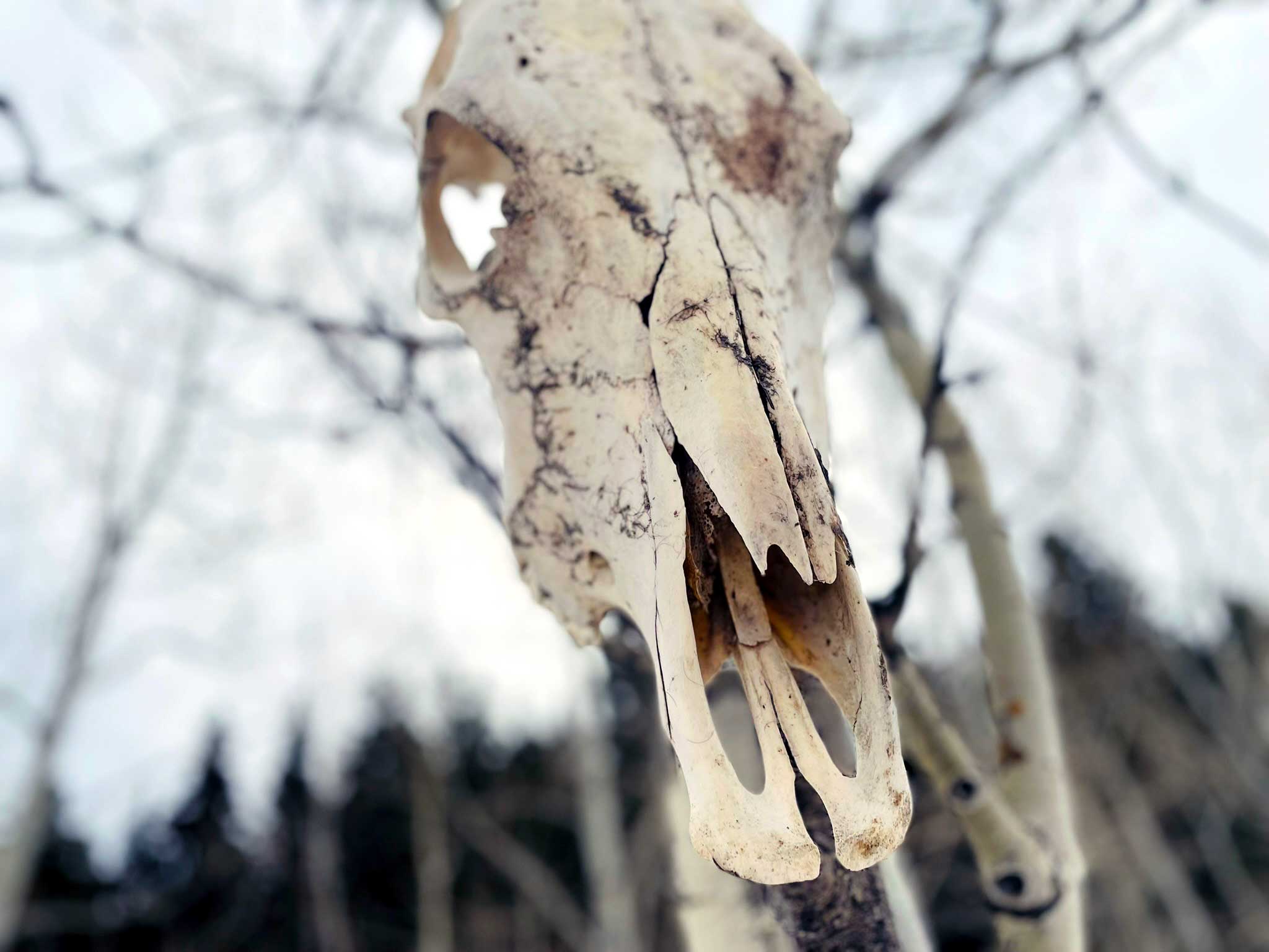 An elk skull seen from below hanging from a tree with ash trees blurred in the background