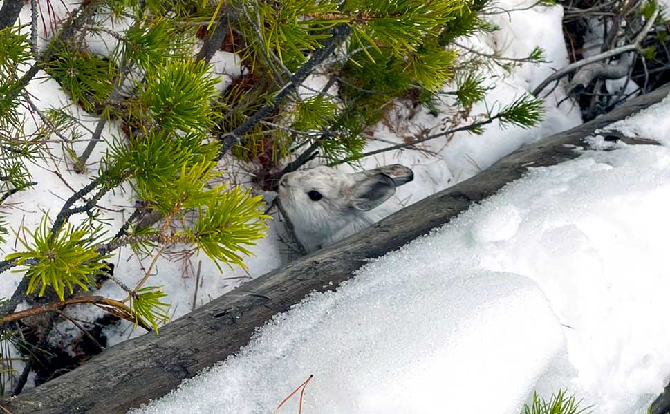 A small, white rabbit's head pokes from underneath a downed log with ponderosa pine near