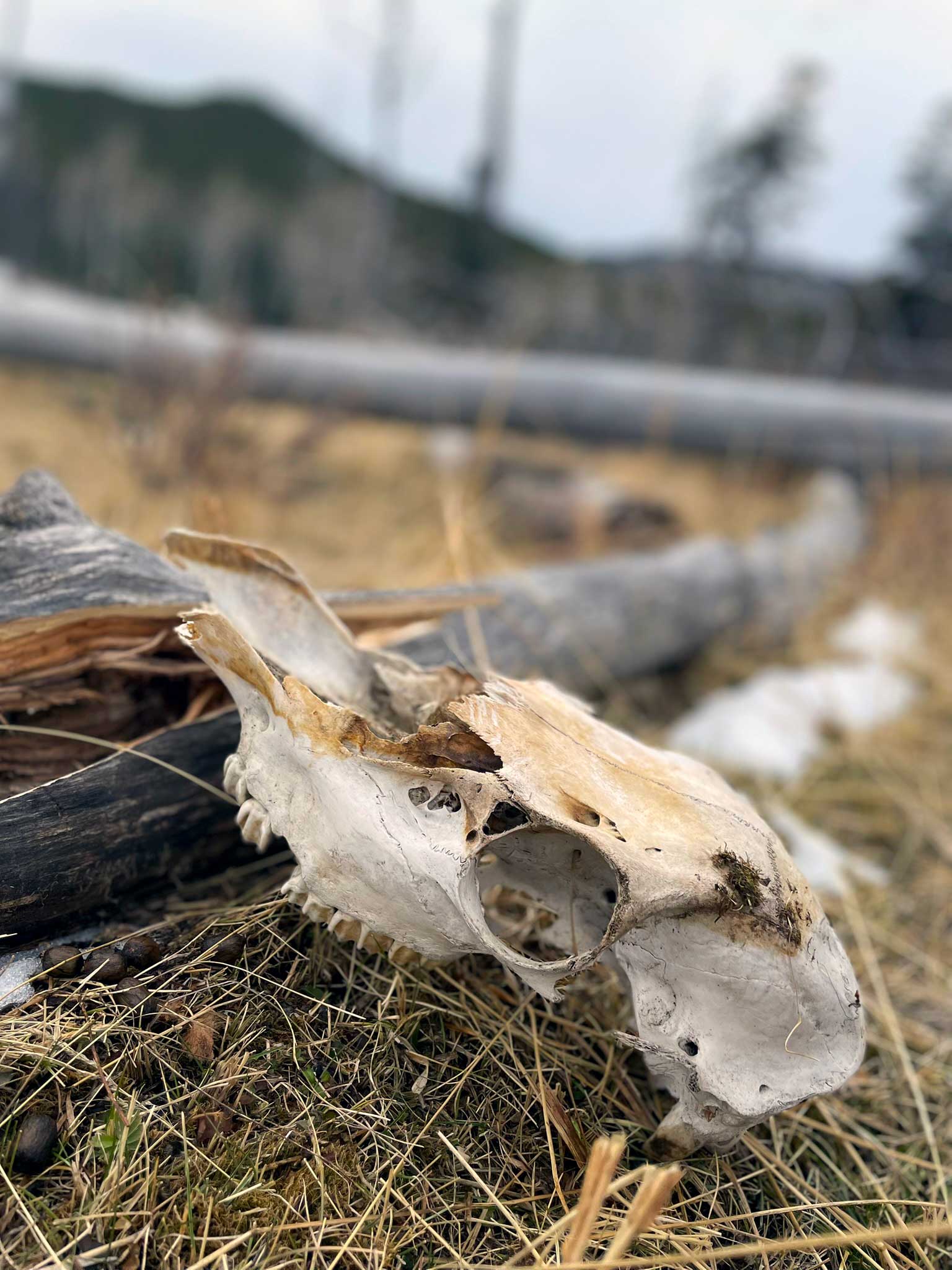 A skull in the yellowed grass with blurred downed trees and downed timber in the background