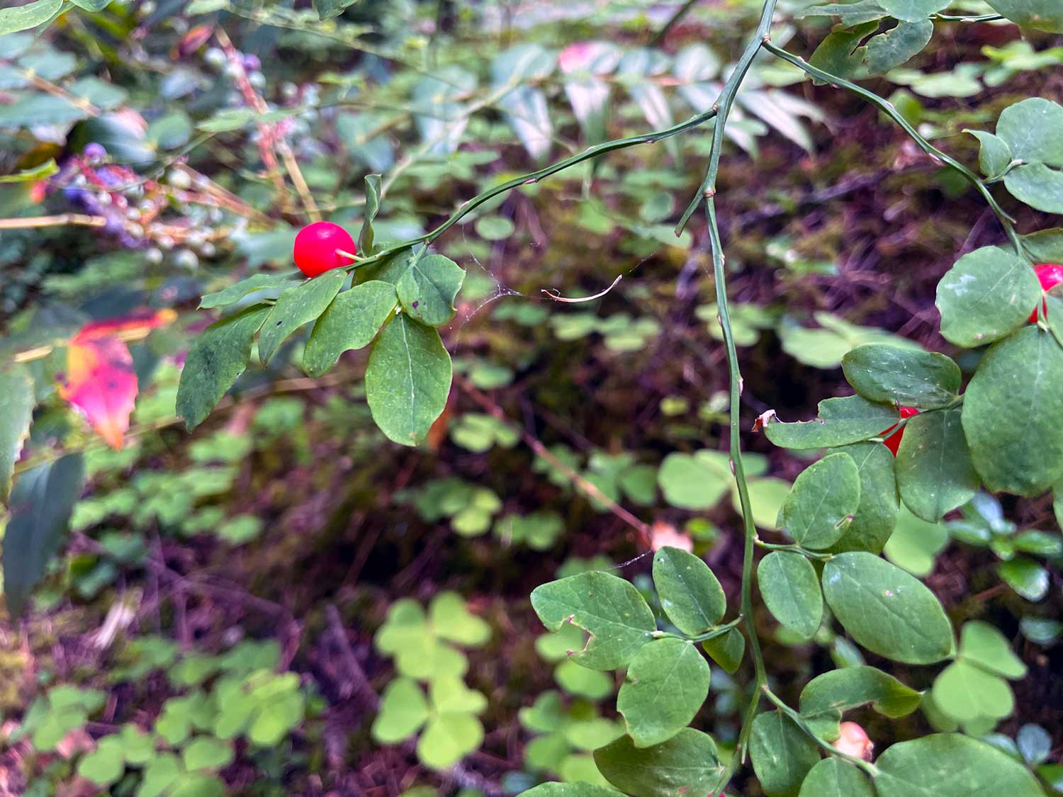 A bright red berry on a thin green leaved branch with the ground and other green, oxalis plants in the background