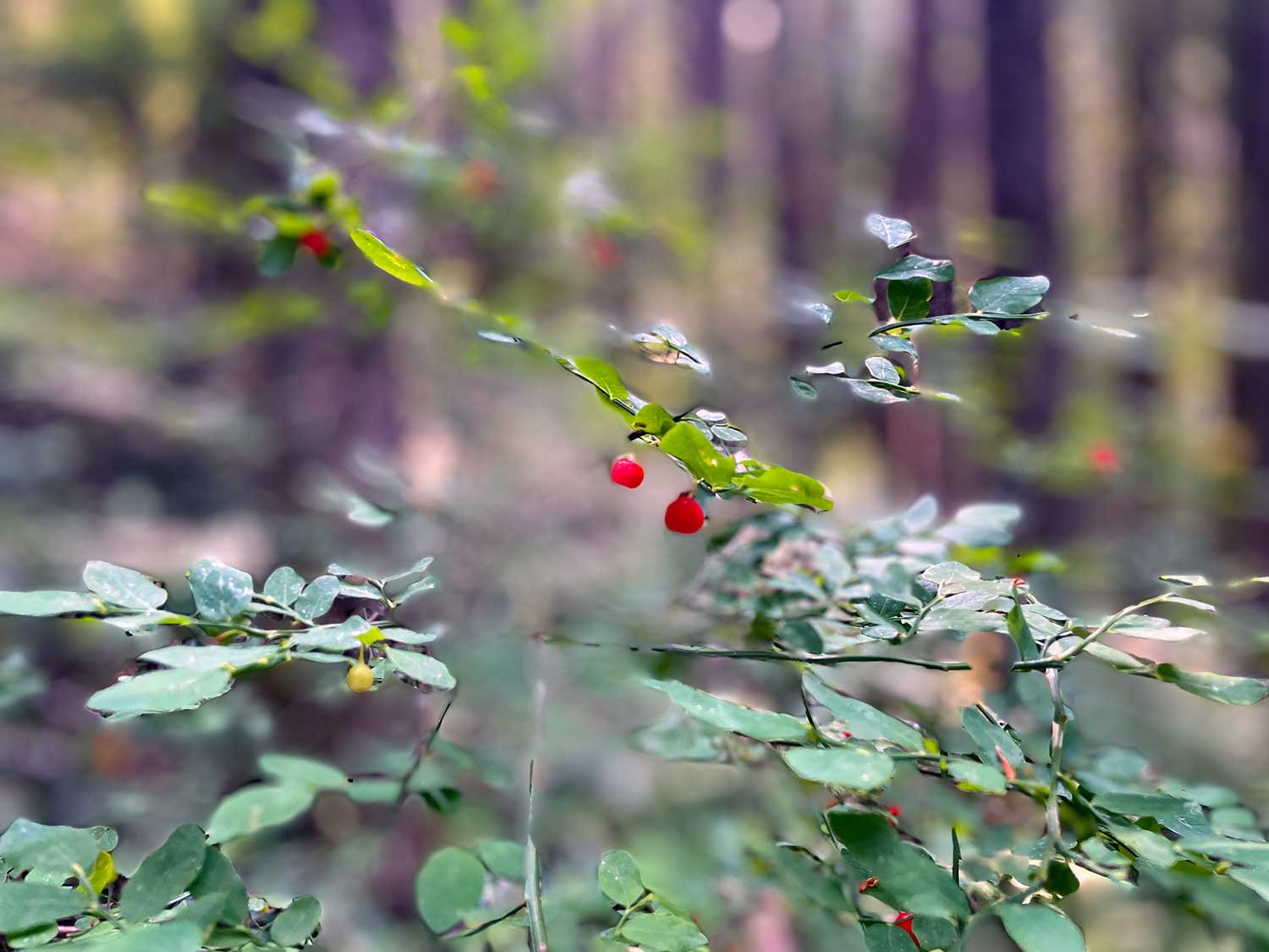 Multiple red berries on thin green branches and leaves, with trees out of focus in the background