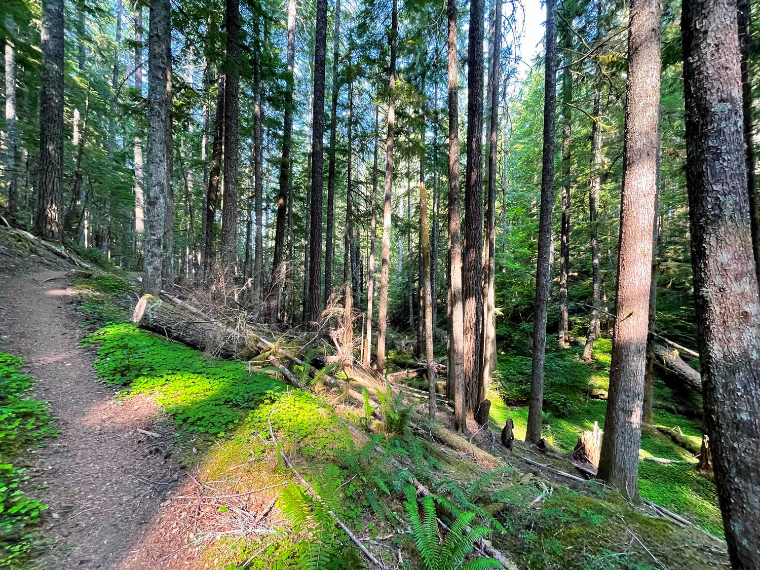 A hiking trail in the foreground and left side of frame with conifer trees, downed wood, and ferns and green plants along the ground