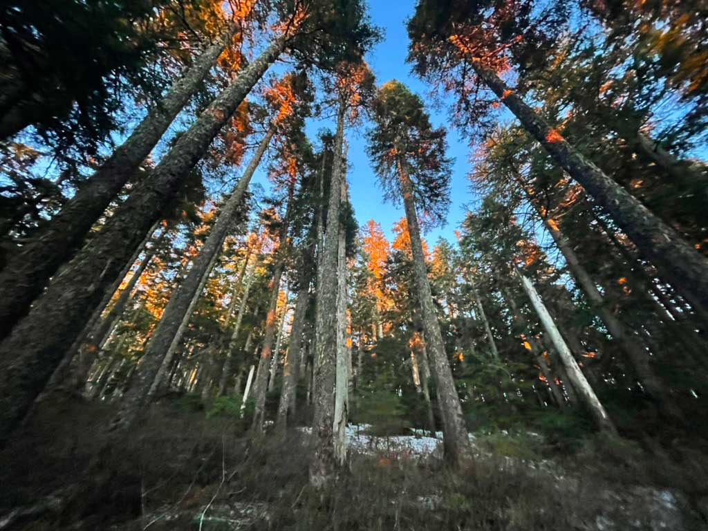 In the middle of large trees looking up, with sun shining on the tops of the trees and a blue sky above