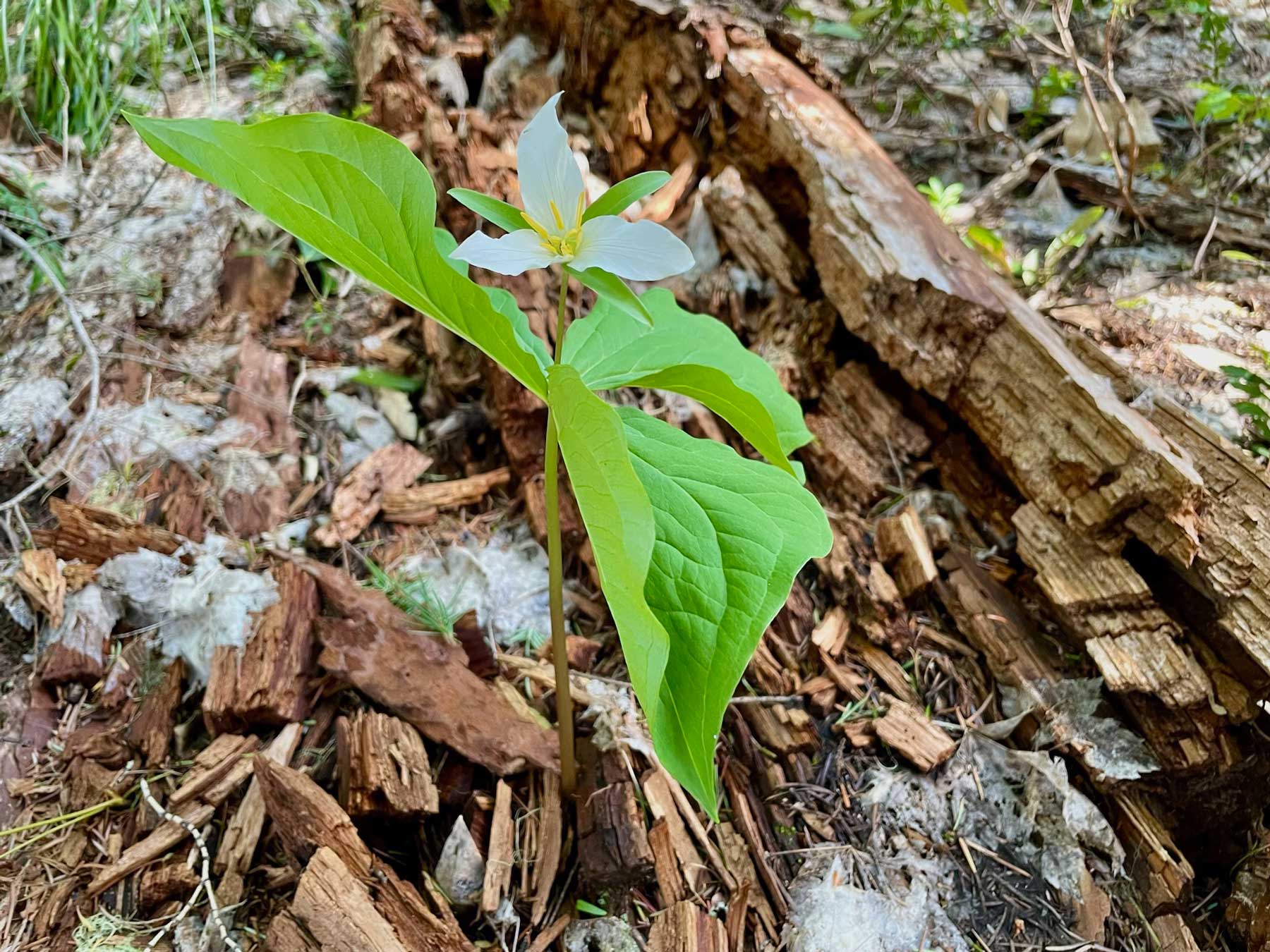 A white petaled flower, western trillium, growing out of a dead and disintegrating log