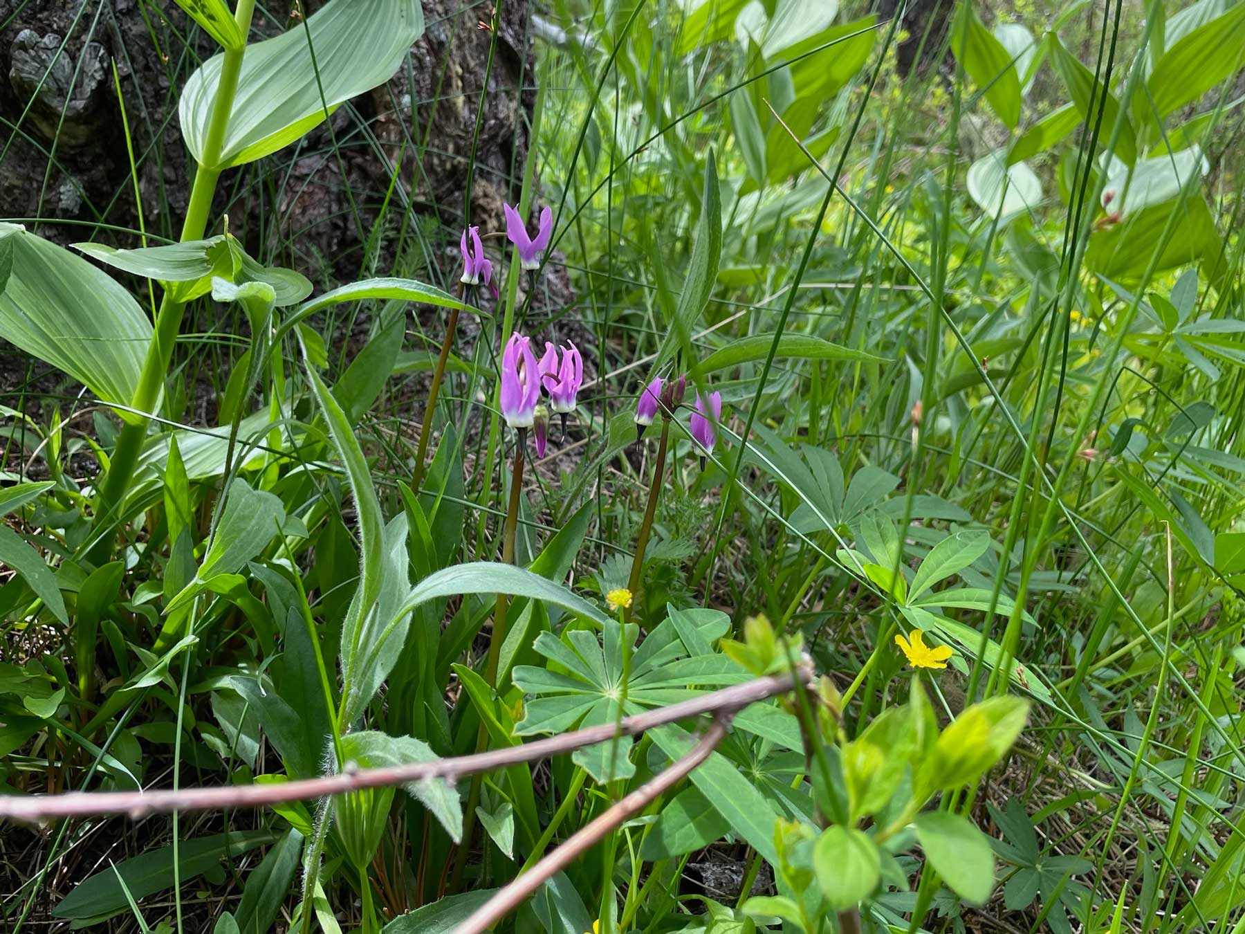 Purple flowers and two yellow flowers among a riot of green grass and leaves