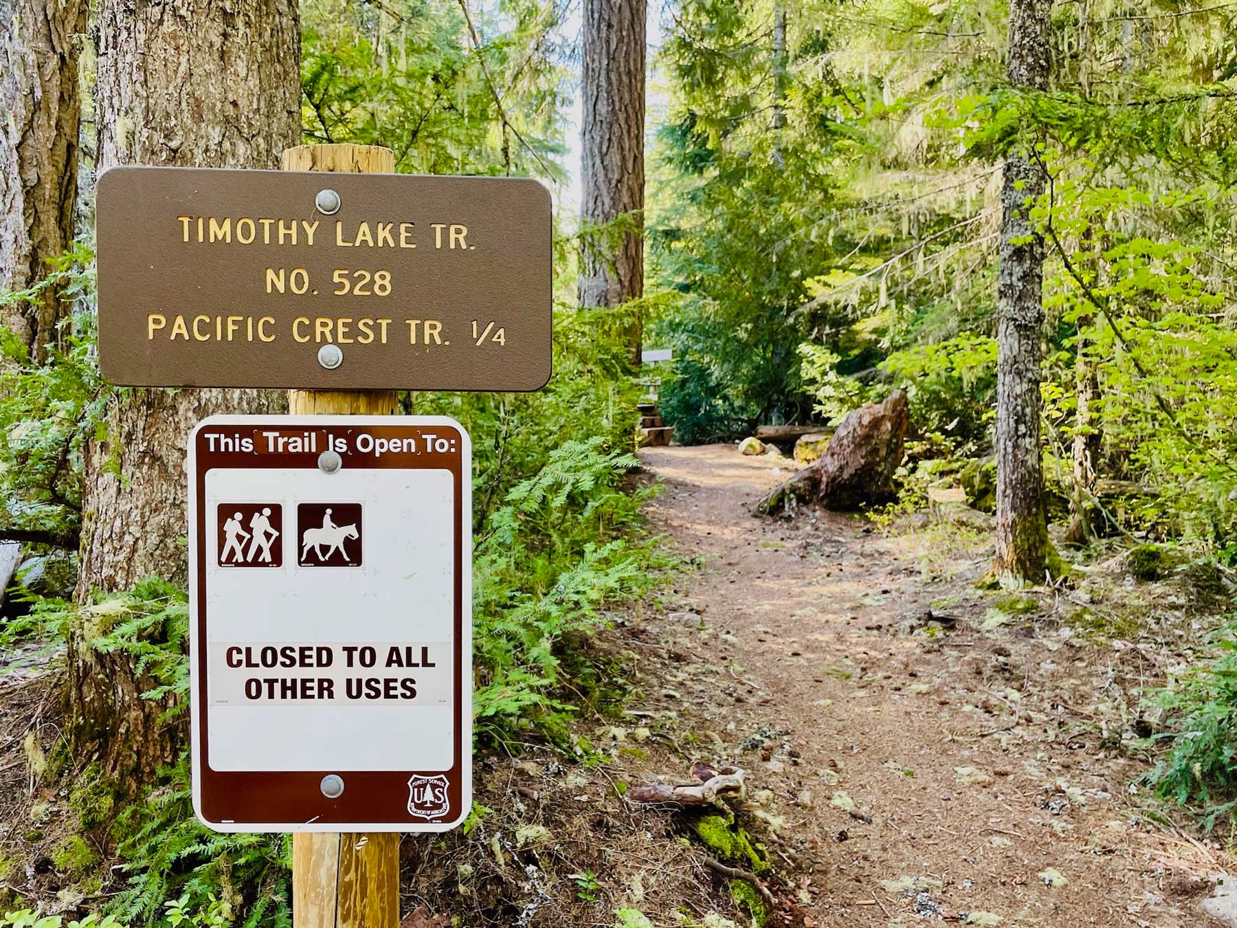 A trail through the forest with a brown sign with yellow letters that reads Timothy Lake TR number 528, Pacific Crest TR 1/4, This trail is open to with a picture of hikers and a rider on a horse and closed to all other uses, with a U.S. Forest Service badge in the lower right corner