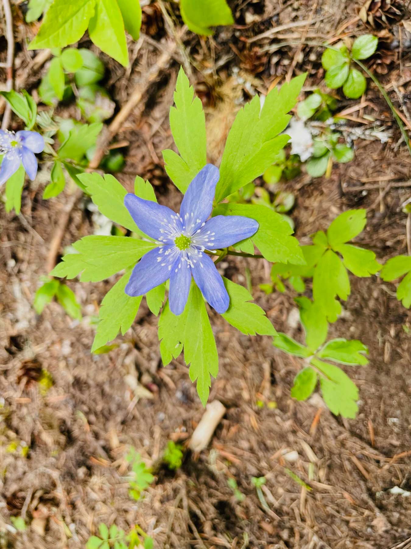 A bright purple wildflower with six petals and white stamen, with bright green incised leaves