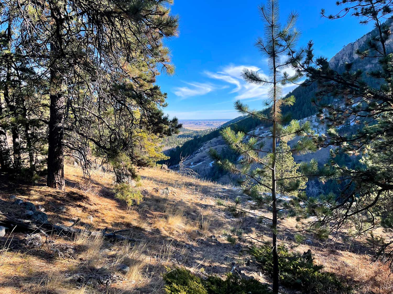 Pine trees in the foreground with a canyon in the distance, with blue sky and wisps of white cloud