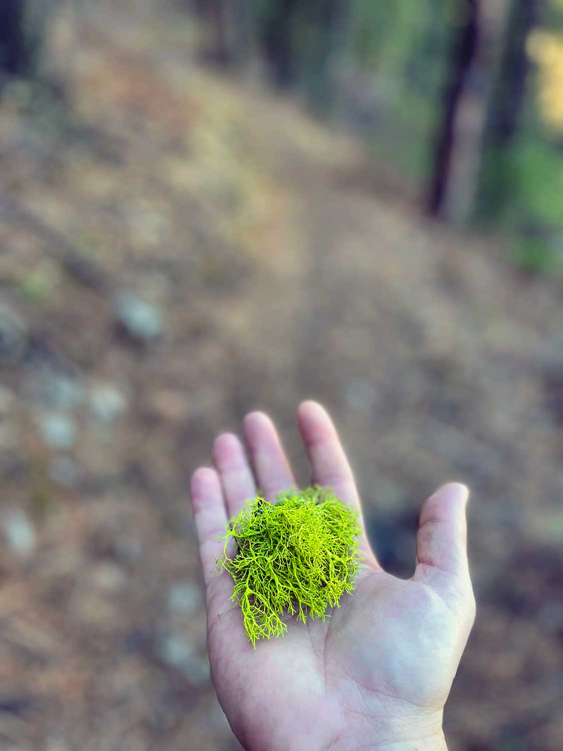 A hand holds bright green lichen with a forest-lined trail blurry in the background