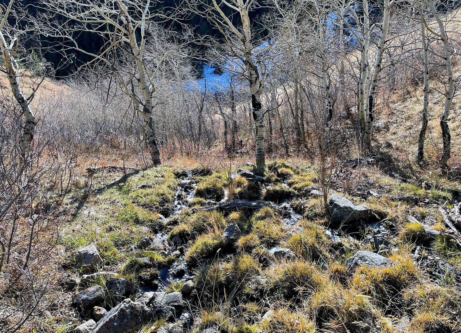 Aspen trees line a small bog with large rocks scattered throughout