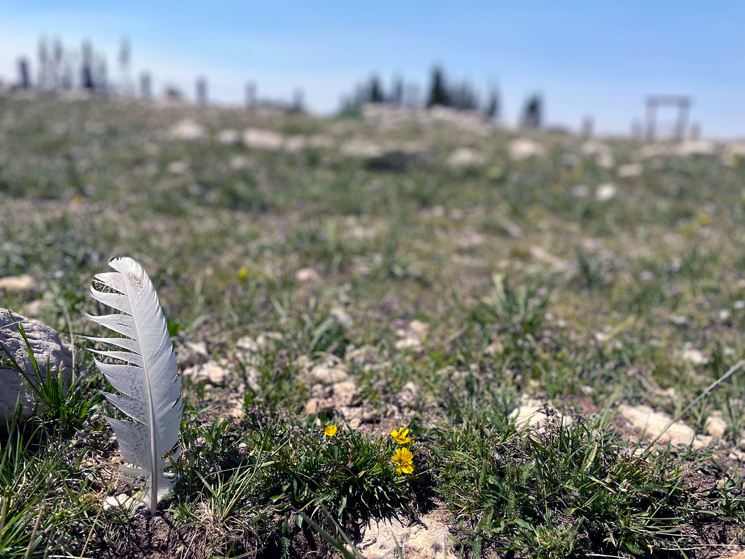 A white feather with wild flowers and grasses surrounding, and blurry trees in the background