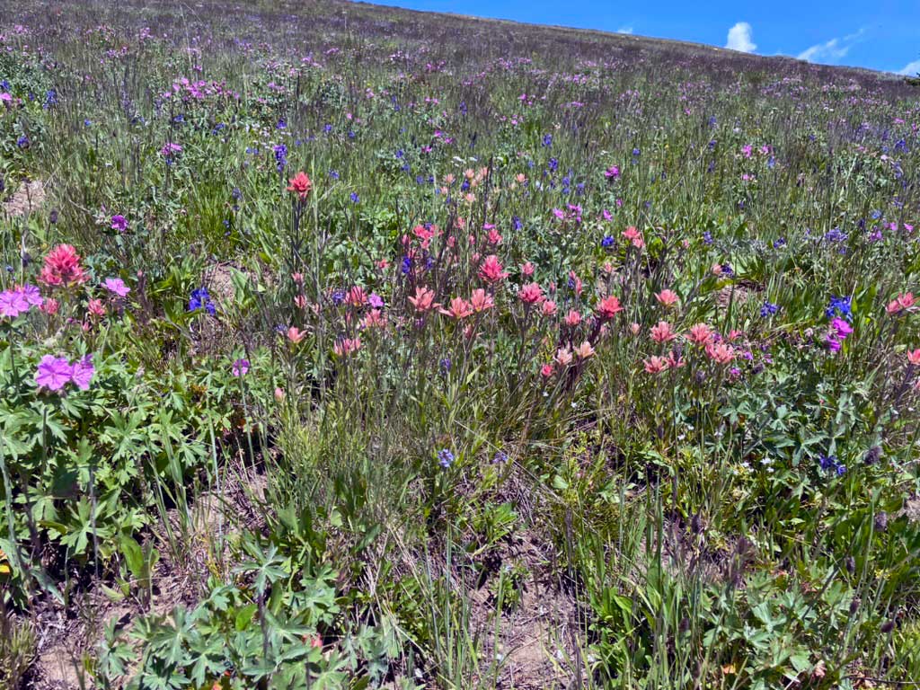 A meadow full of wildflowers, with red, blue, and pink flowers and green grasses