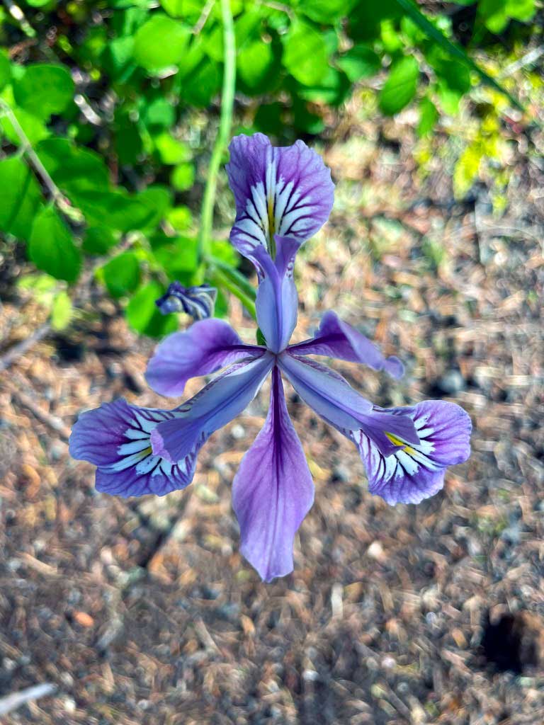 A bright purple and yellow Oregon Iris in focus with leaves and dirt in the background