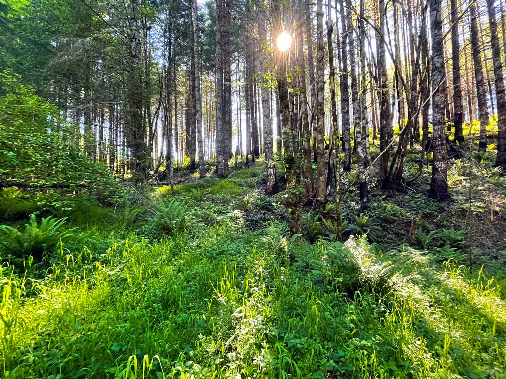 The sun shines through a forest of trees with green foliage in the foreground