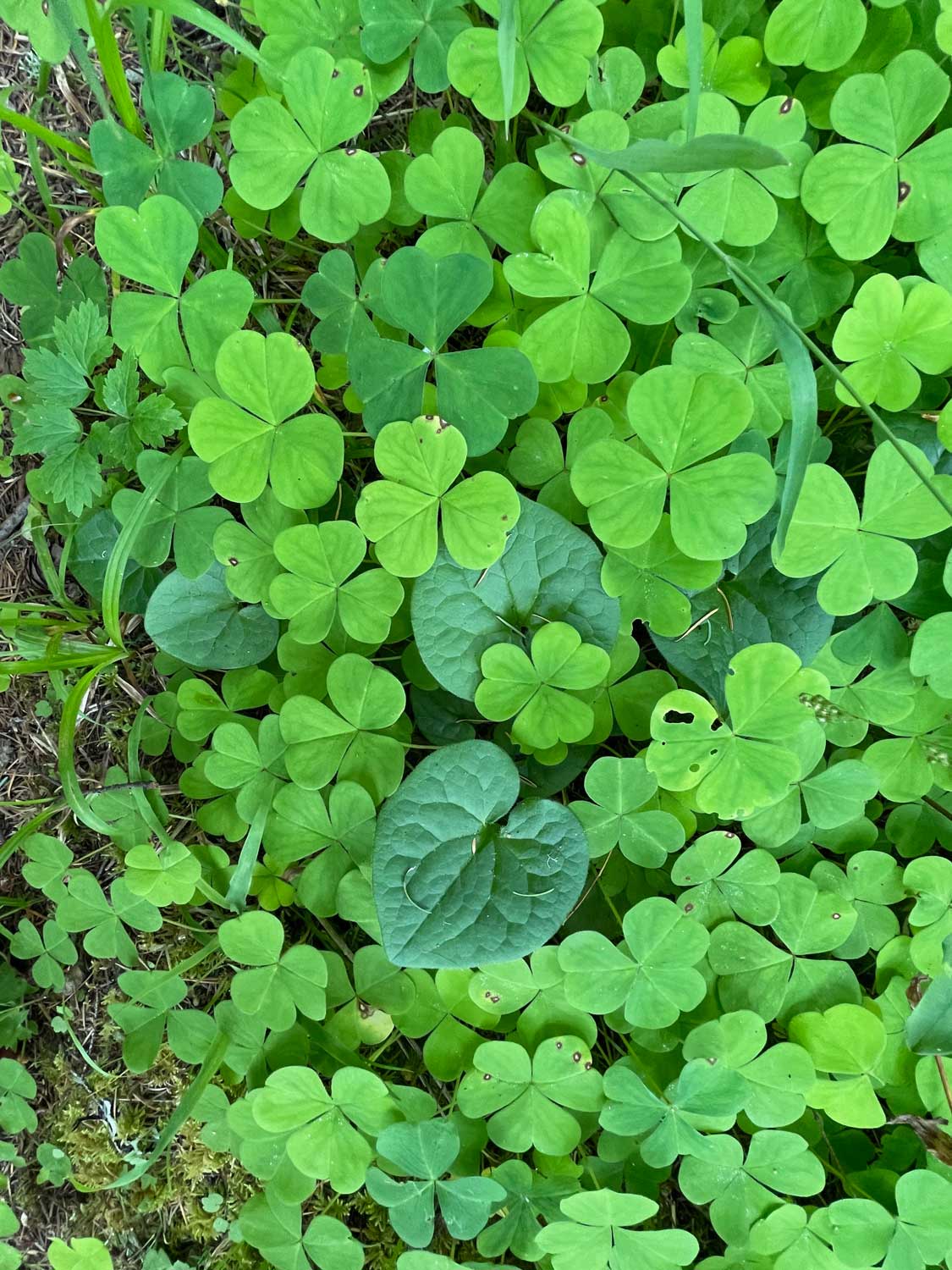 Several green plants including Oregon Oxalis which looks like shamrock and dark green Wild Ginger