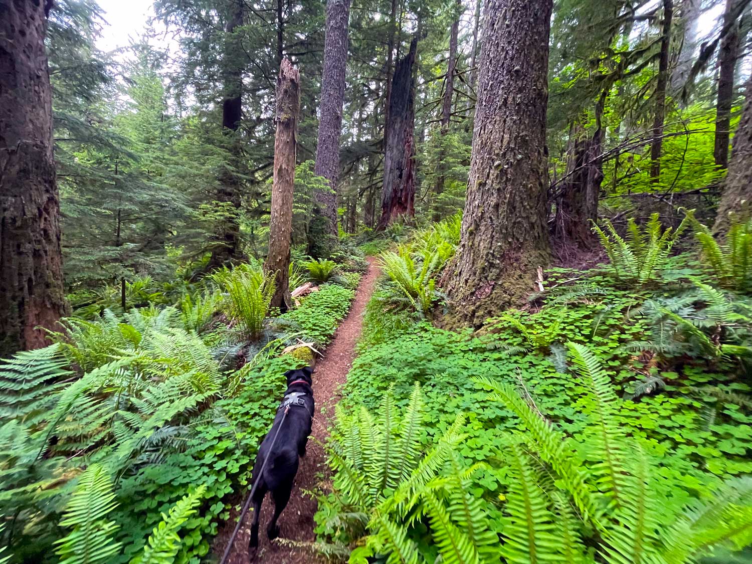 A black dog walks along a forest trail lined by large trees, ferns, and green shrubs