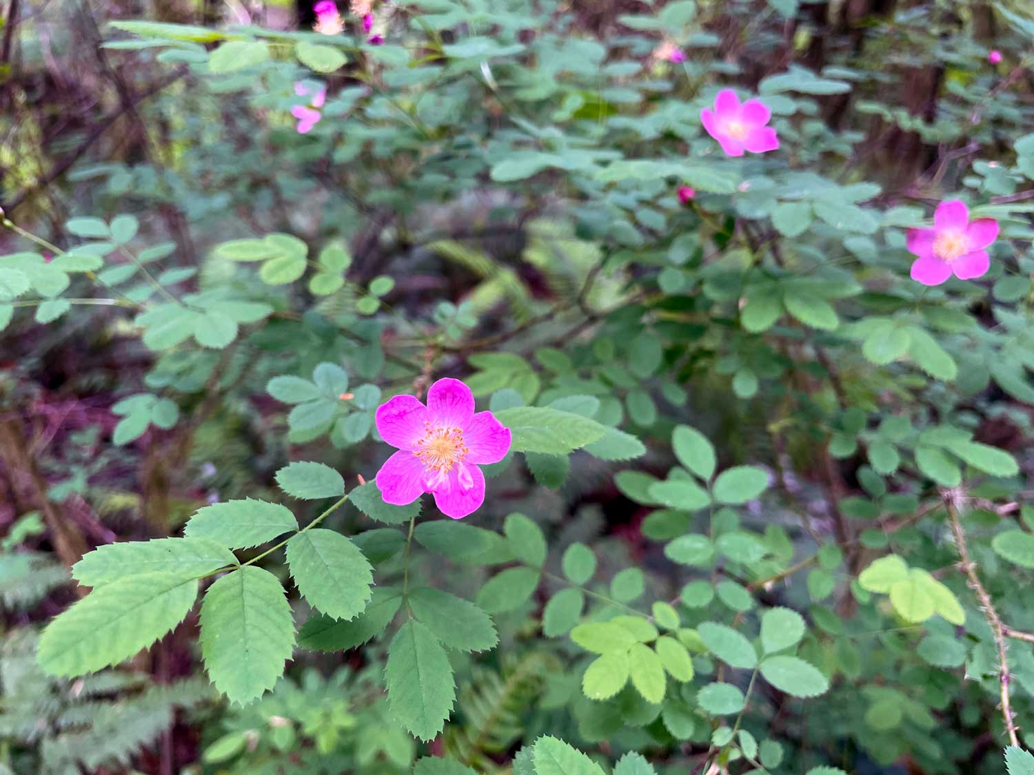 Pink wild roses with green leaves surrounding them