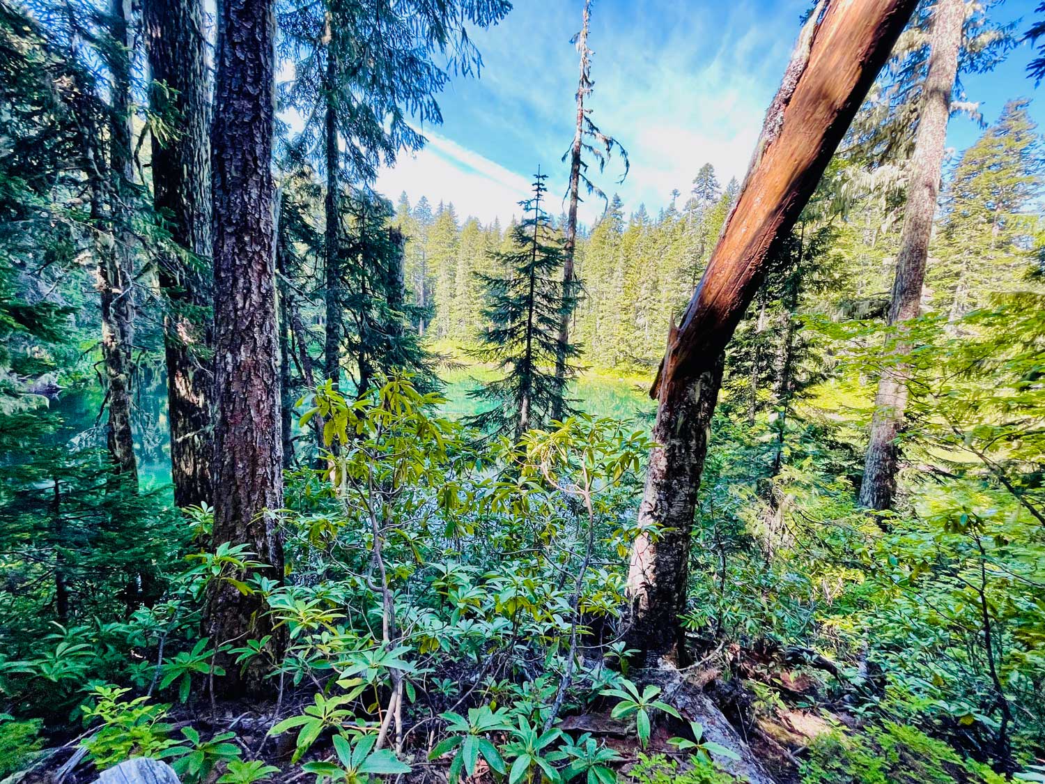 A broken tree trunk with green foliage and blue sky in the background