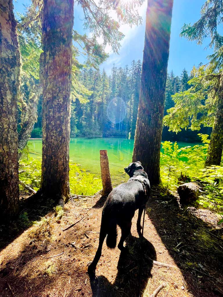 A black dog in the foreground with two large trees framing a yellow and green lake with conifer trees in the background