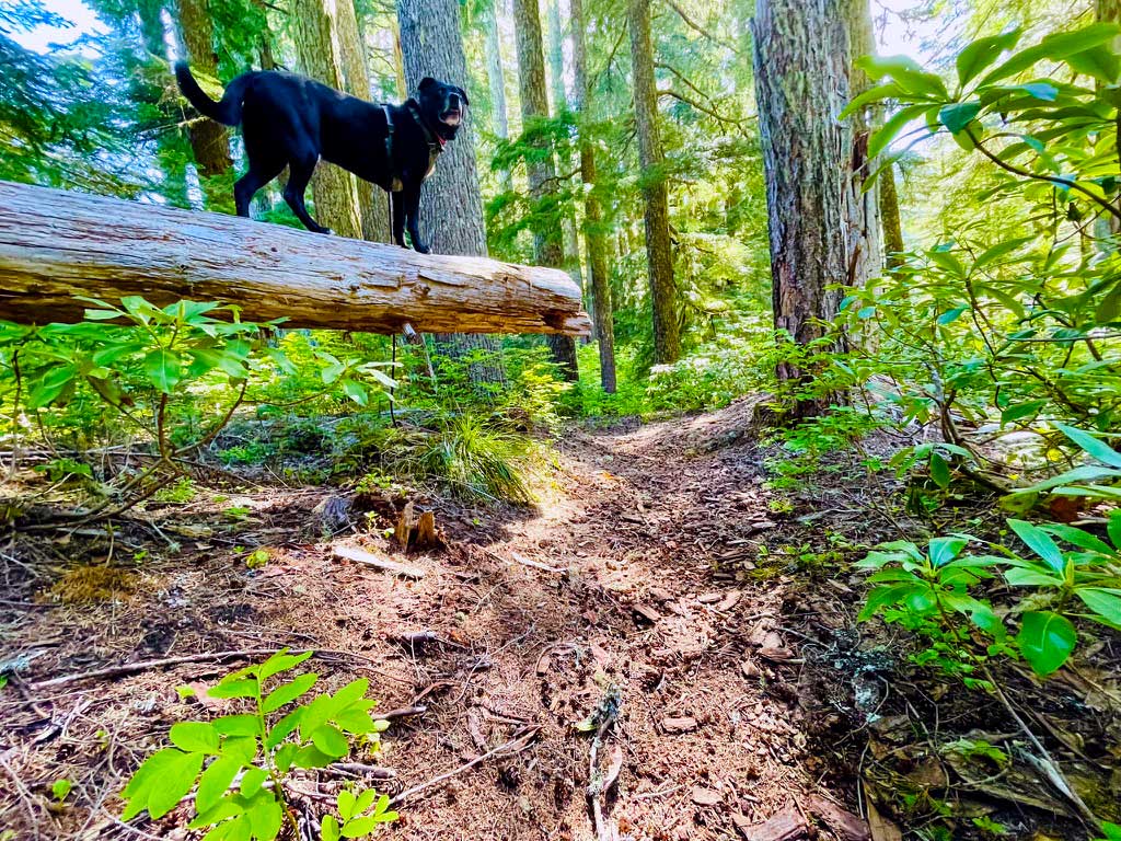 A black dog on a large log suspended in the air near a trail with trees and foliage lining the trail