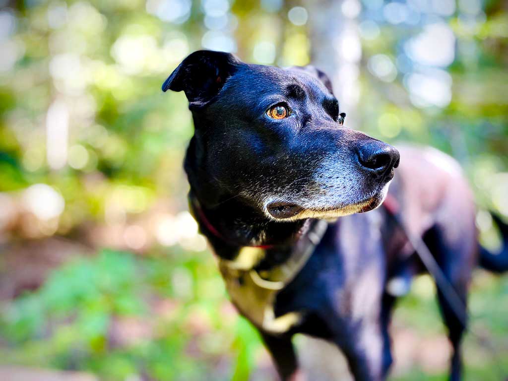 A black dog with an amber eye and white around his nose looks into the distance with green foliage out of focus in the background