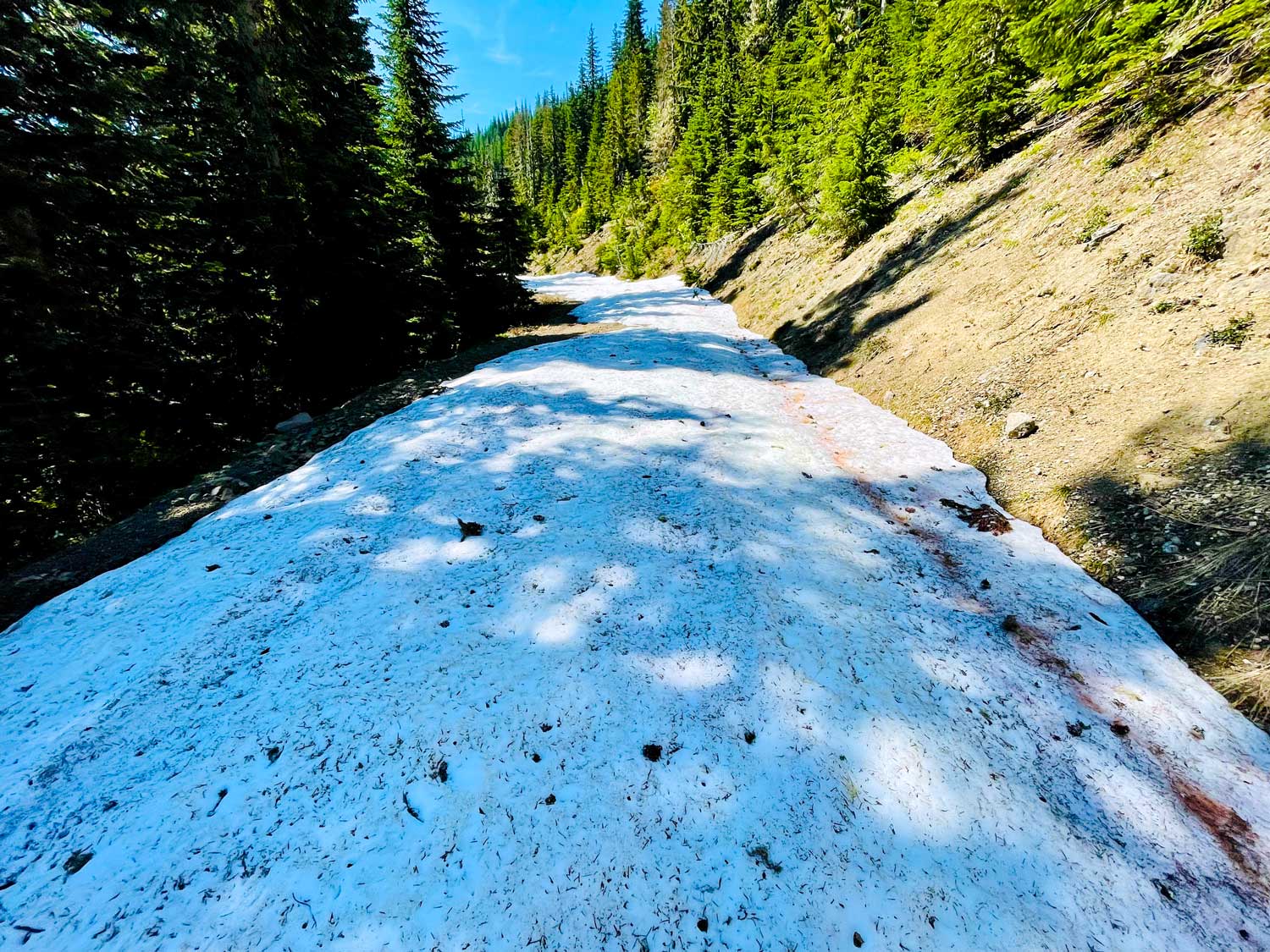 A snow covered road with trees on each side with a steep bank on one side