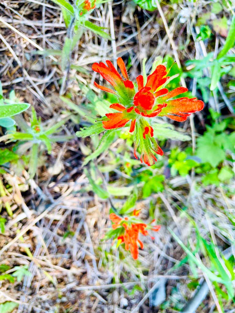 A bright red flower called Indian Paintbrush with brown and green tree foliage in the background