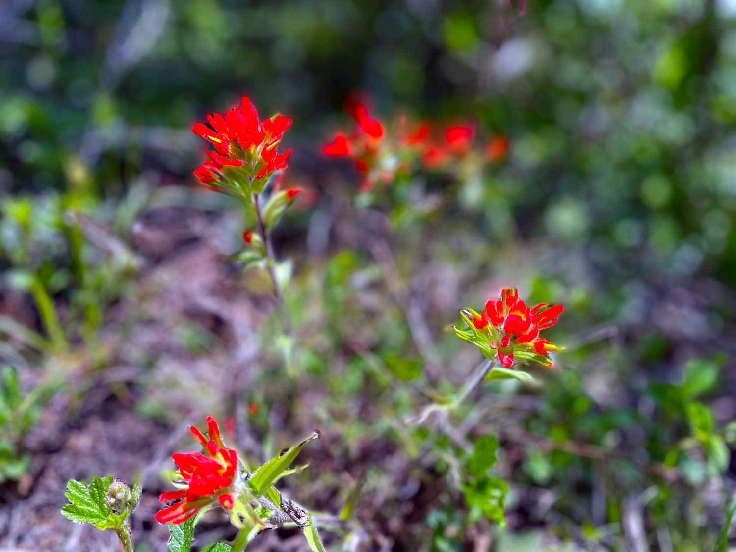 Bright red flowers in focus with green and brown foliage in the background