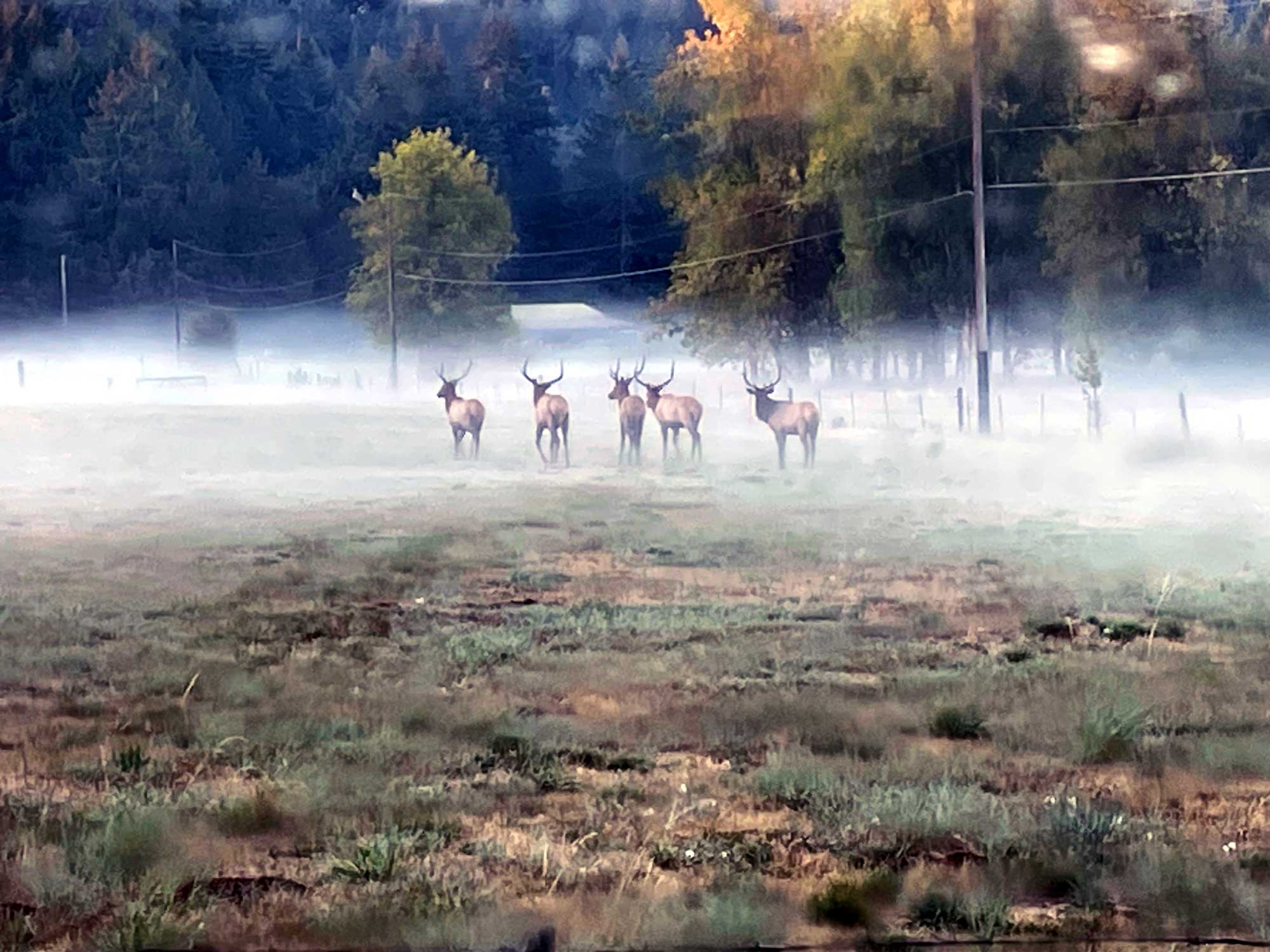 A herd of five elk all with antlers standing in a field with powerlines overhead and a band of mist